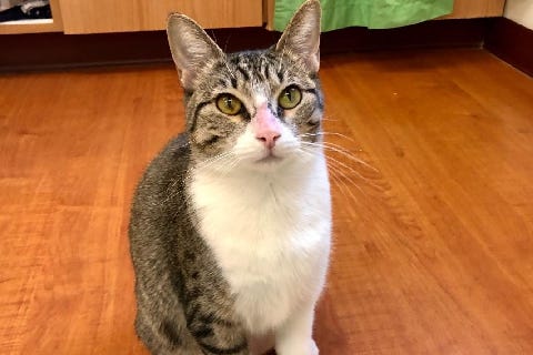 Nutmeg, a 2-year-old, female Domestic shorthair cat