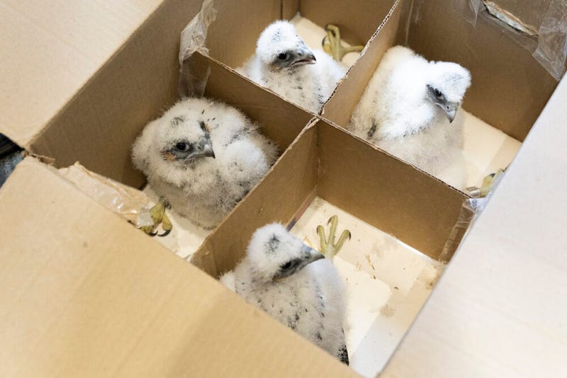 four falcon chicks