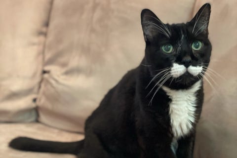 Stash is an 18-year-old, male Domestic Shorthair. He weighs 12.63 pounds.