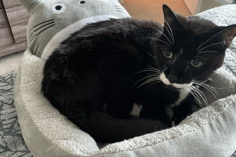 Stash is an 18-year-old, male Domestic Shorthair. He weighs 12.63 pounds.