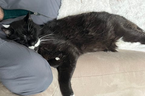 Stash is an 18-year-old, male Domestic Shorthair. He weighs 12.63 pounds.