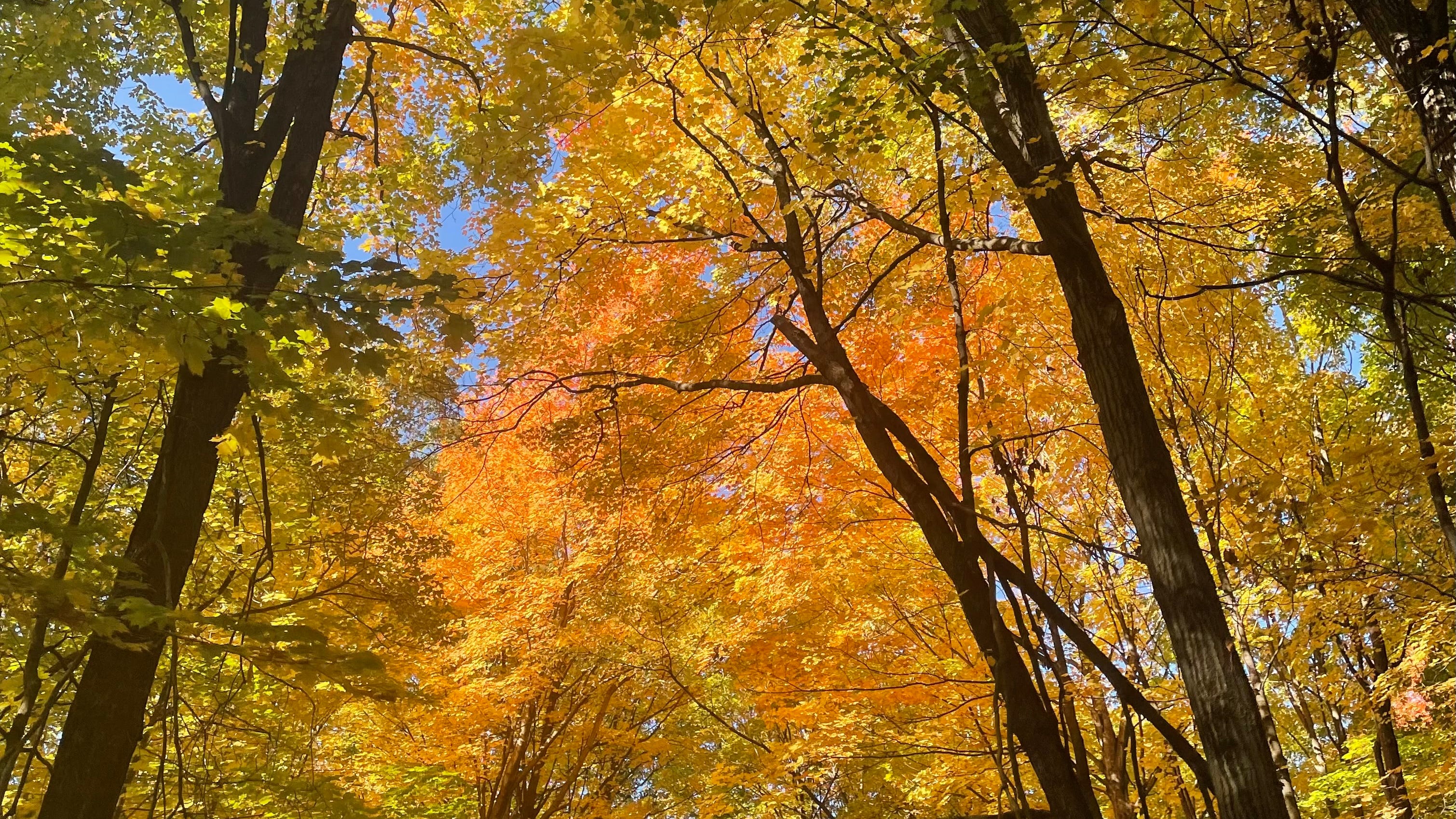 It’s been ‘the prettiest fall in Chicago’; a Morton Arboretum ecologist explains why