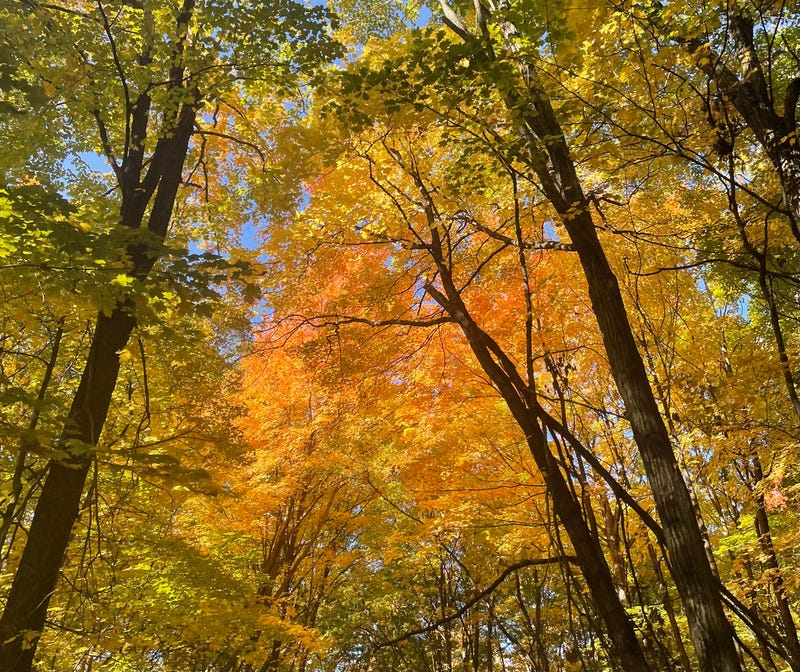 Fall color Will County