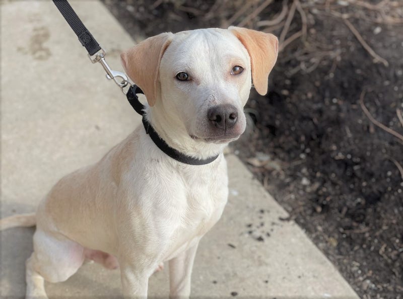 Cobbler is a 1-year-old, male Hound mix. He weighs 38.25 pounds.