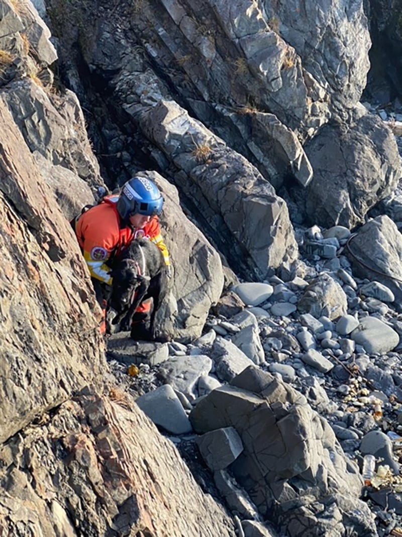 Coast Guard rescues lost puppy from Black Point in Alaska