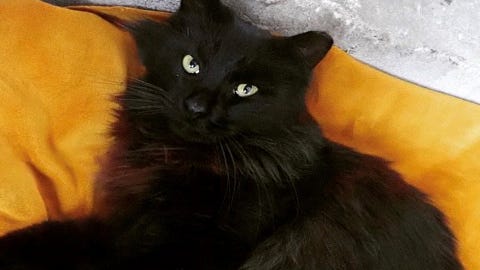 Pet of the Week: Willis, a 3-year-old Domestic Longhair with a 'squeaky' meow
