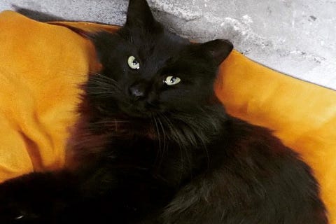 Willis is a 3-year-old Domestic Longhair cat. He weighs 9.28 pounds.