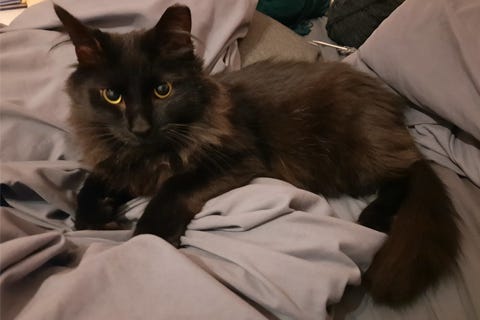 Willis is a 3-year-old Domestic Longhair cat. He weighs 9.28 pounds.