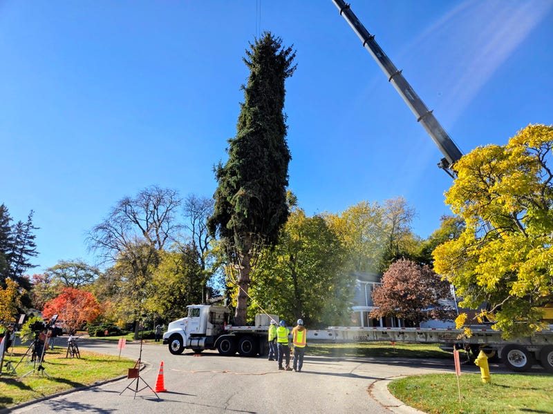 Crews lower Norway Spruce onto truck