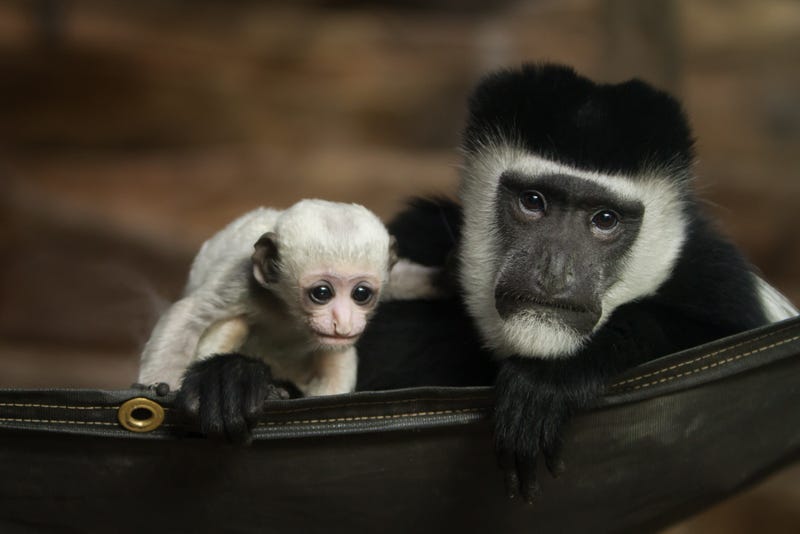 Guereza colobus monkey