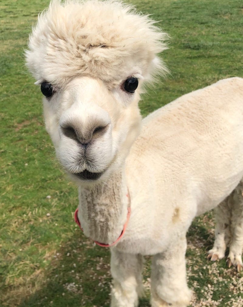 Medina Alpaca Farm