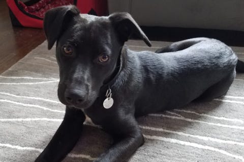 Onyx is a 10-month-old, female Shepard mix. She weighs 46.2 pounds.