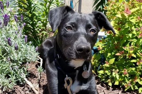 Onyx is a 10-month-old, female Shepard mix. She weighs 46.2 pounds.