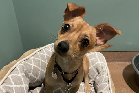 dog adoption