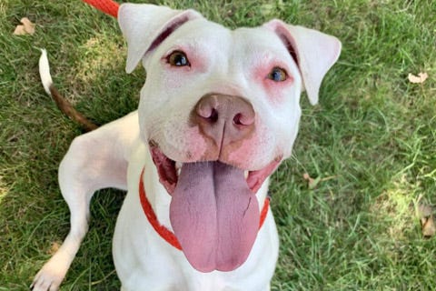 Snow is a 3-year-old, female Terrier/American Pit Bull Mix. She weighs 43 pounds.