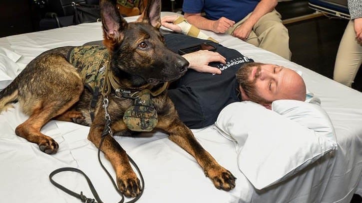 Facility dogs play vital role in patients recovery