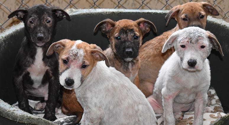 Surrendered Dogs