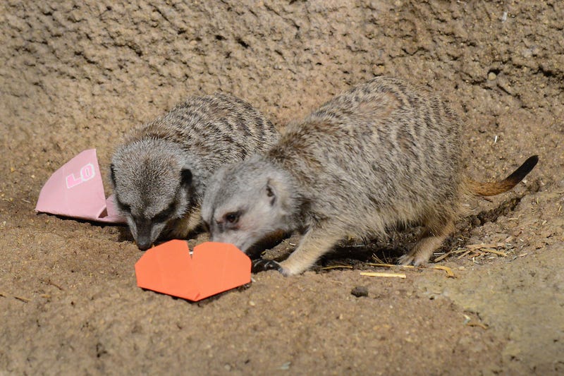 Meerkats at Brookfield Zoo look inside heart-shaped origami to find mealworm treats.