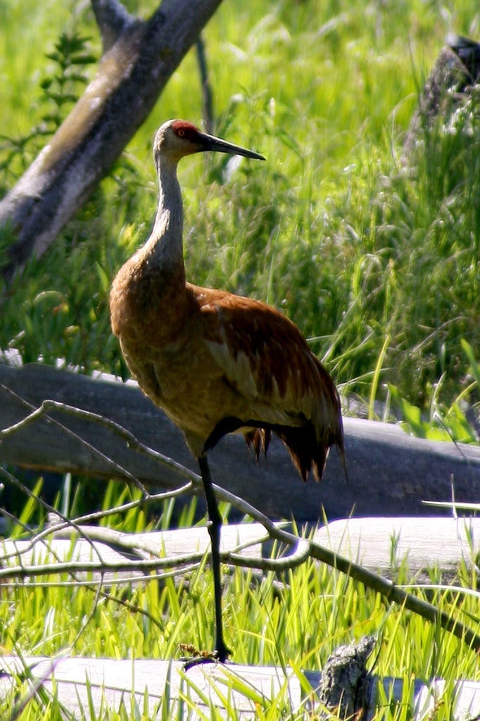 Sandhill Crane located at the Great Marsh