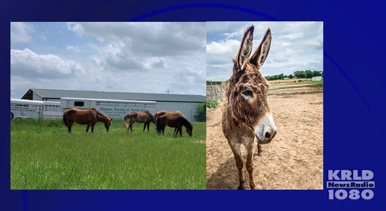 Horses And Donkeys Up For Adoption