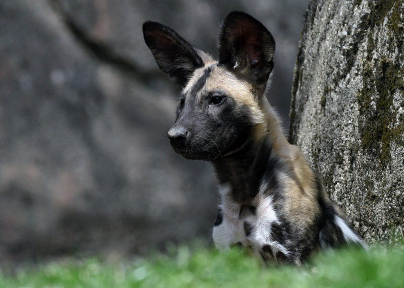 African painted dog puppy Kashyyyk