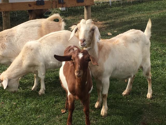 goats
