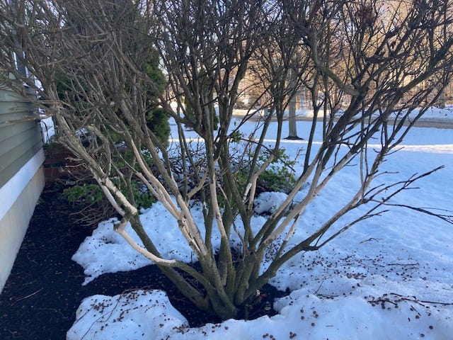 The Bunnies Ate The Bark