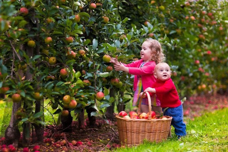 Eckert's Farm