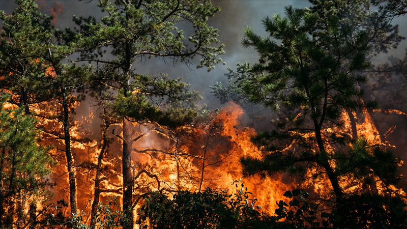Increased risk for forest fire
