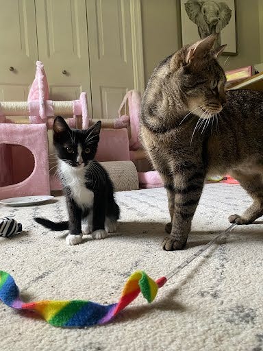 Adopt Don't Shop