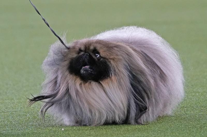 A Pekingese walks with its handler in the Best in Show at the Westminster Kennel Club dog show, Sunday, June 13, 2021, in Tarrytown, N.Y. The dog won the blue ribbon in Best in Show.