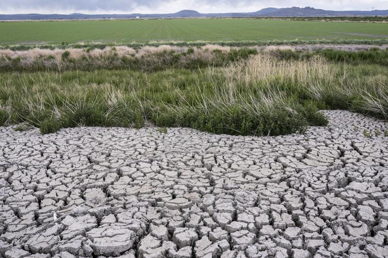 In this June 9, 2021, file photo, the dried, cracked earth of a former wetland that was drained in an effort to prevent an outbreak of avian botulism which occurs in Tulelake, Calif. California regulators are planning to stop thousands of farmers from taking water out of the state's major rivers and streams. The State Water Resources Control Board is considering the extraordinary order because of an historic drought gripping the western United States. The board will vote on the order Aug. 3.