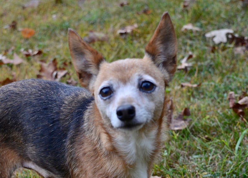 pet of the day