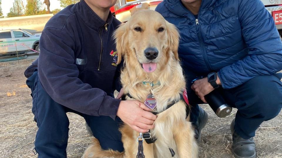 PHOTOS: Meet the very good dogs comforting weary CA firefighters