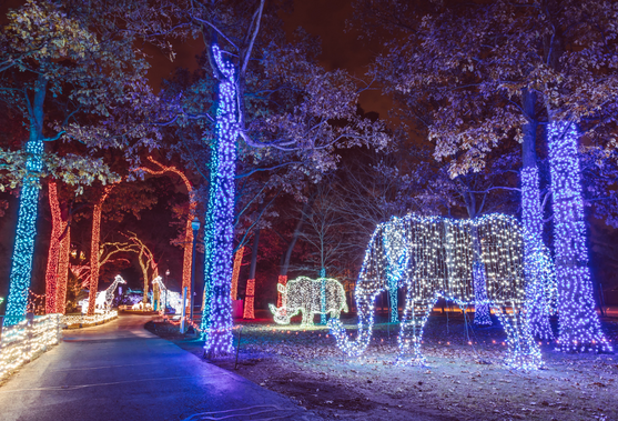 The Detroit Zoo's one-of-a-kind holiday experience officially kicks of Saturday as Wild Lights opens to the public for the tenth year in a row.