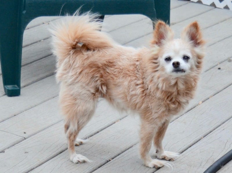 pet of the day