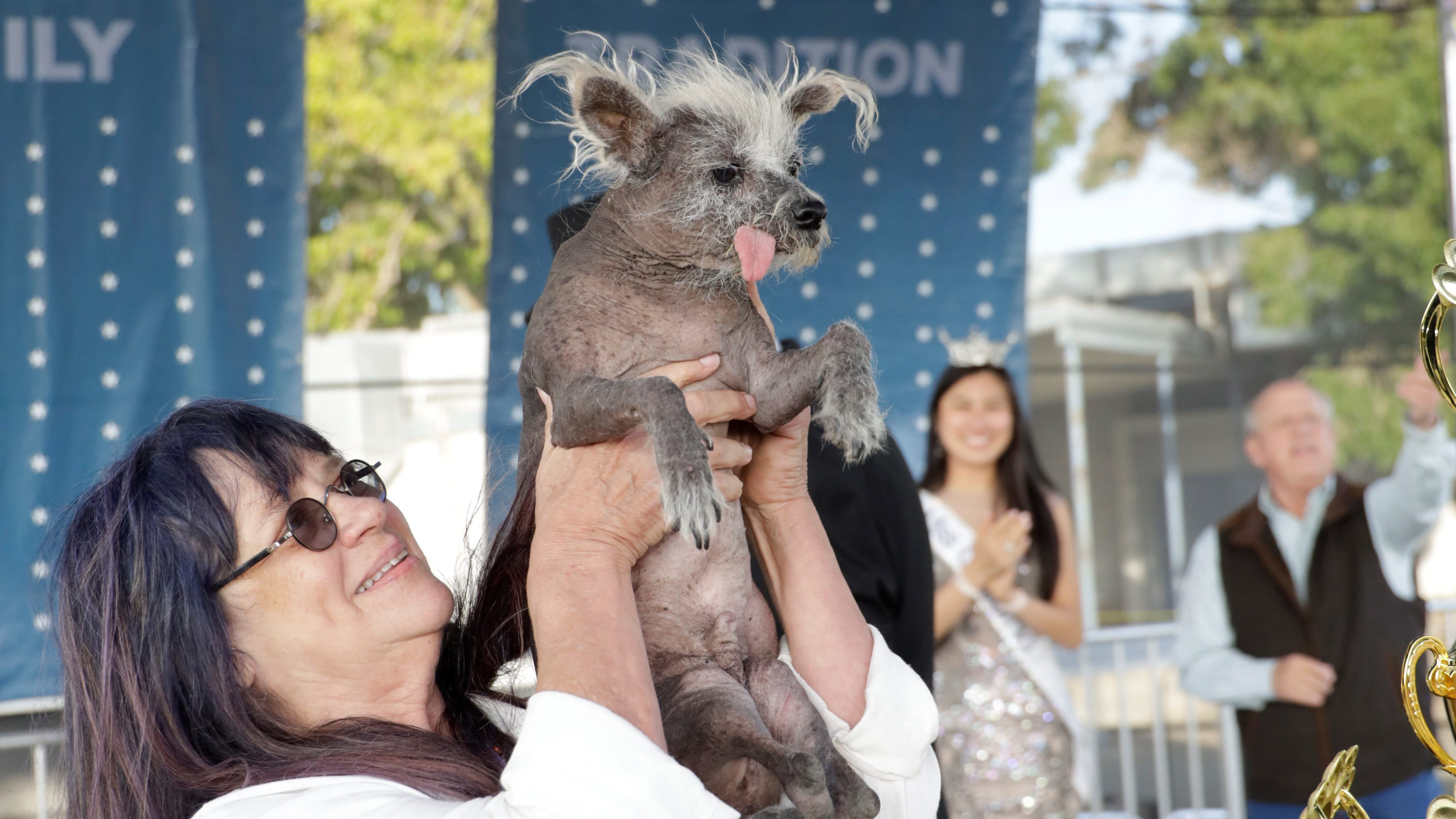 New pooch named 'World’s Ugliest Dog': Meet Scooter