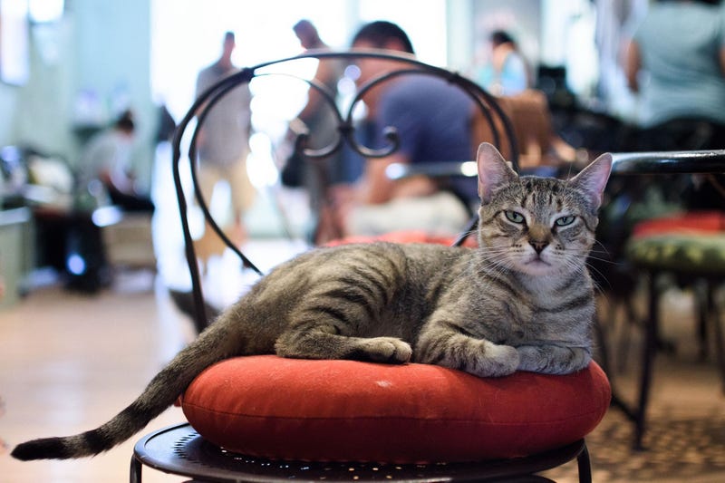 Le Cat Cafe