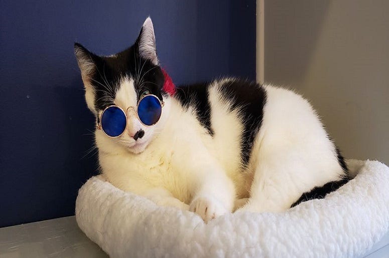 Adoptable cat from Affogato Cat Cafe