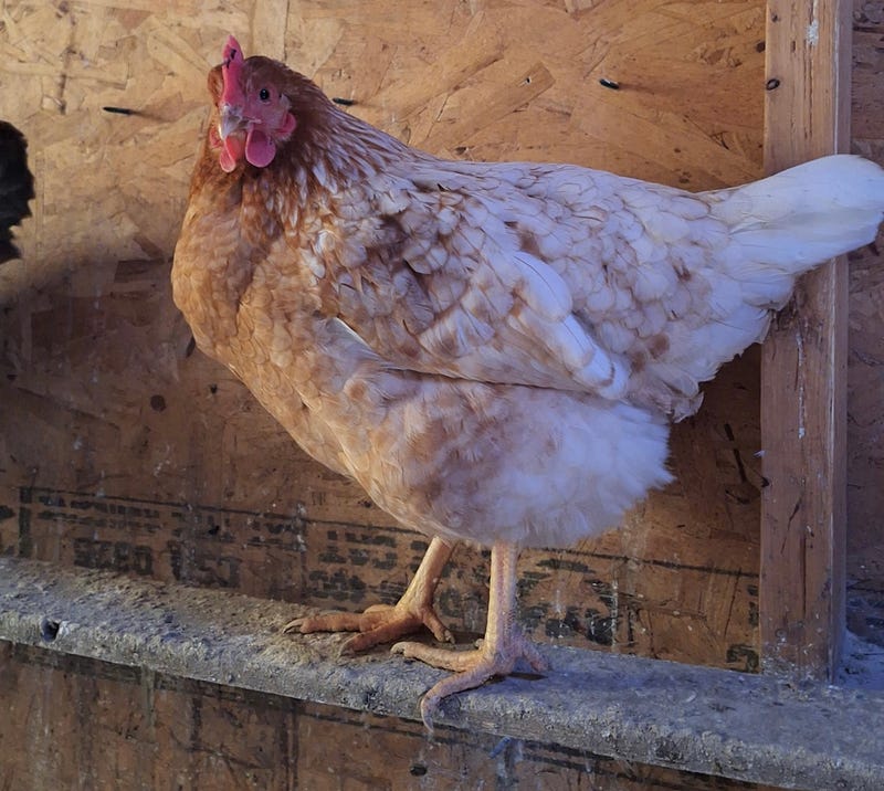 Niagara County chicken farm