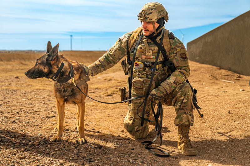 K-9 Veterans Day: Honoring Our Canine Heroes