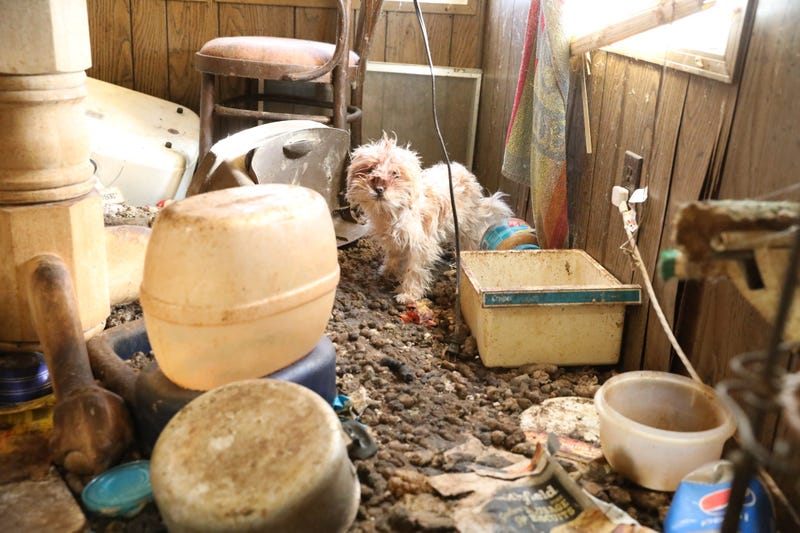 dog, cat rescue