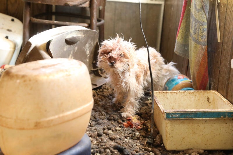 dog, cat rescue