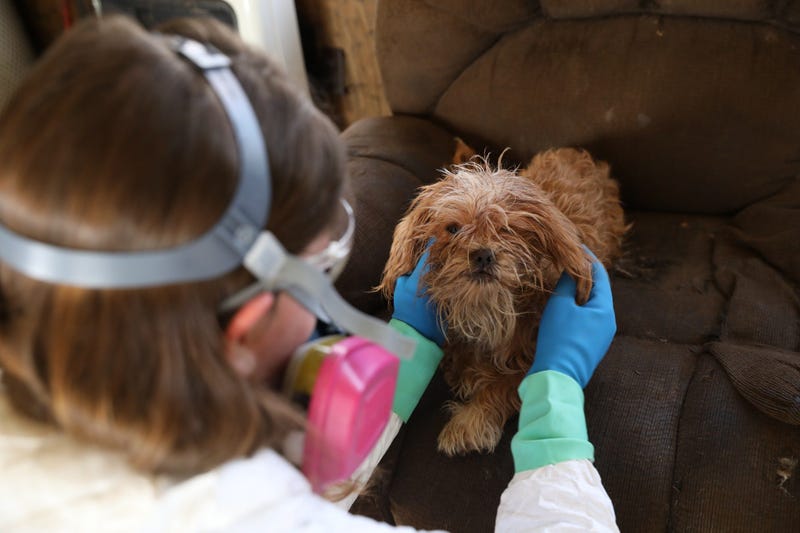 dog, cat rescue