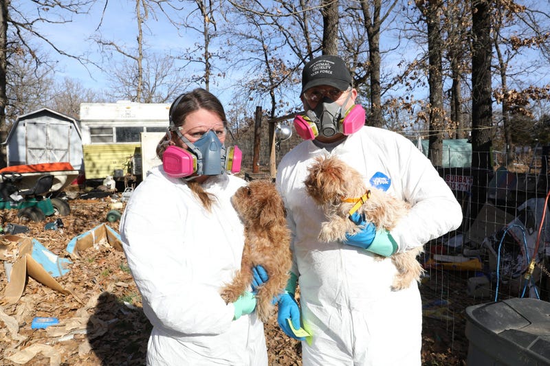 dog, cat rescue
