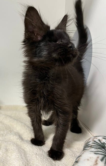 Adopt Don't Shop