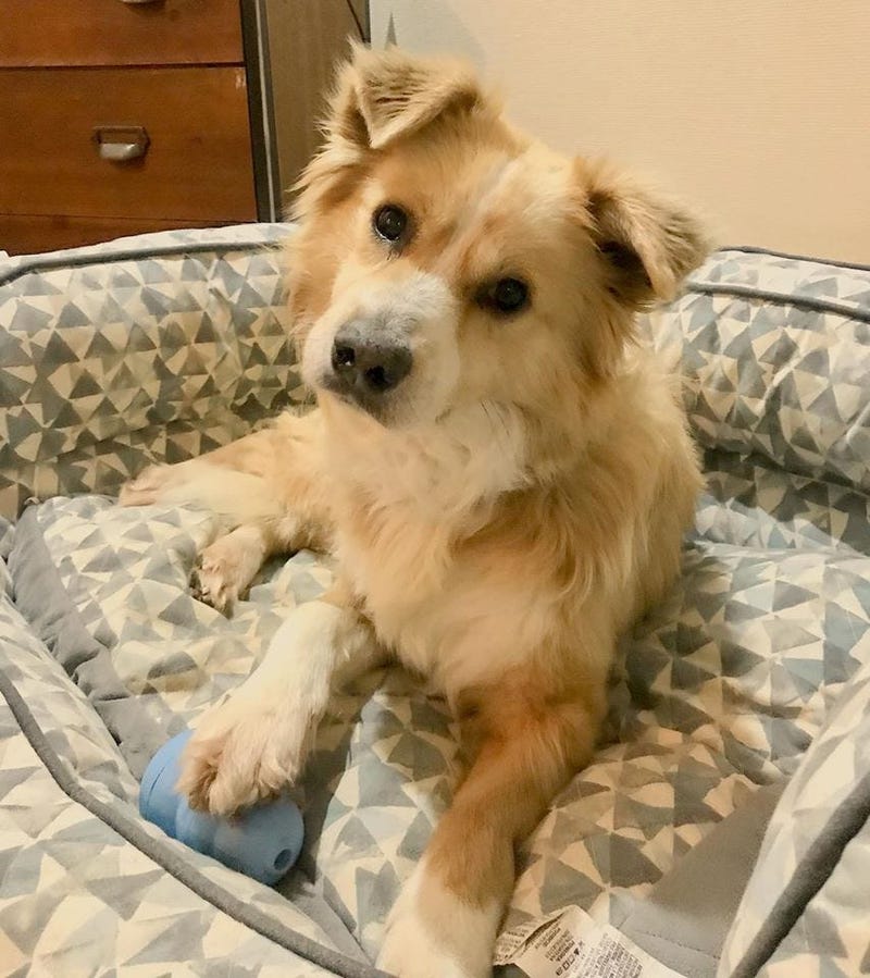 Cleveland APLs adoptable dog Buddy in his foster home