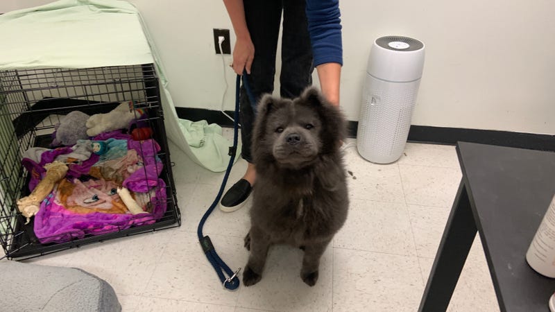 Kilo is a 2-year-old male chow chow in need of adoption.