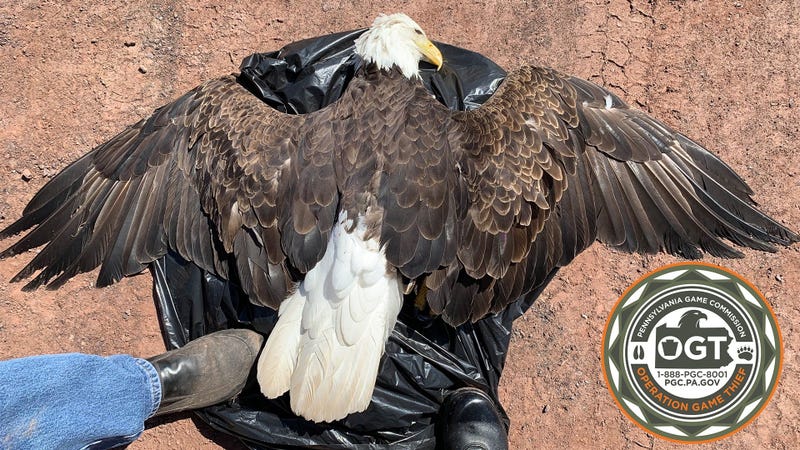Pa. Game Commission seeks info on deaths of 3 eagles
