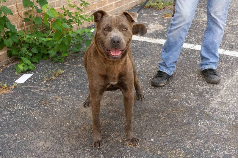Austin Humane Society
